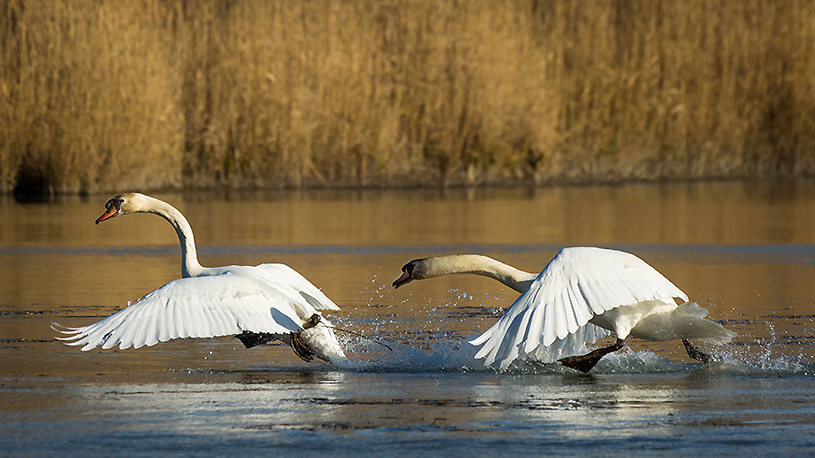 Cygne 02